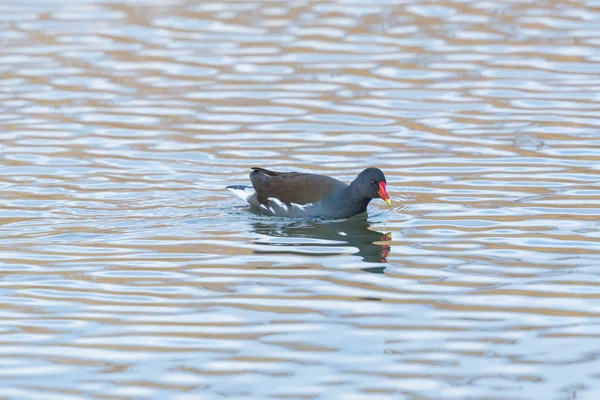 Ave común (gallinula chloropus) en la superficie del agua — Foto de Stock
