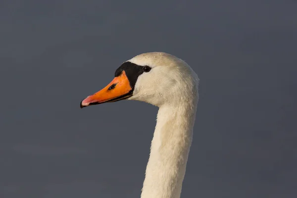 Retrato vista lateral de cisne mudo (cygnus olor ) — Foto de Stock