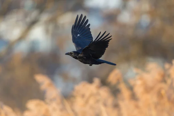 Aaskrähe (Corvus corone) fliegt, spreizt Flügel — Stockfoto