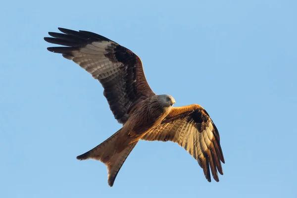 uçan kırmızı uçurtma (milvus milvus) mavi gökyüzü ile