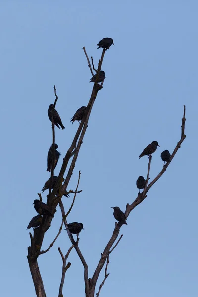 Viele Stare (sturnus vulgaris) auf Ästen — Stockfoto