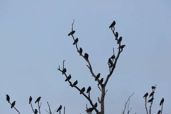 Viele Stare (sturnus vulgaris), die nachts auf Bäumen sitzen — Stockfoto