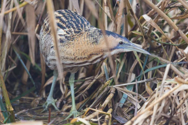 büyük bittern (botaurus stellaris) saz yürüme