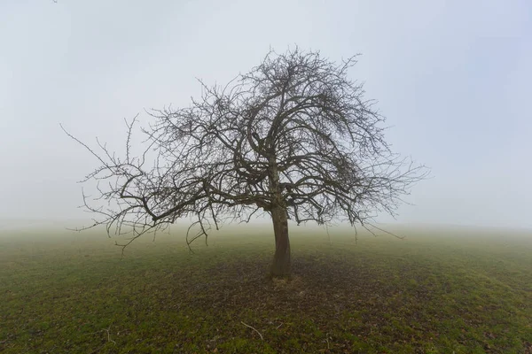 Árvore de fruto solitária no inverno no nevoeiro em pastagens — Fotografia de Stock