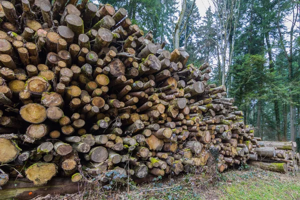 Grămadă naturală de bușteni în pădure — Fotografie, imagine de stoc