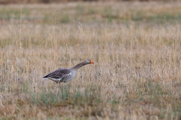 Um ganso cinzento (anser anser) em pé em prados de junco — Fotografia de Stock