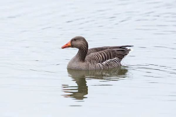 Seitenansicht Porträt der schwimmenden grauen Gans (anser anser) — Stockfoto