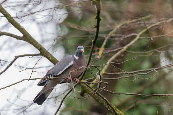 Wood pigeon dove (columba palumbus) siting on branch in forest — Stock Photo, Image