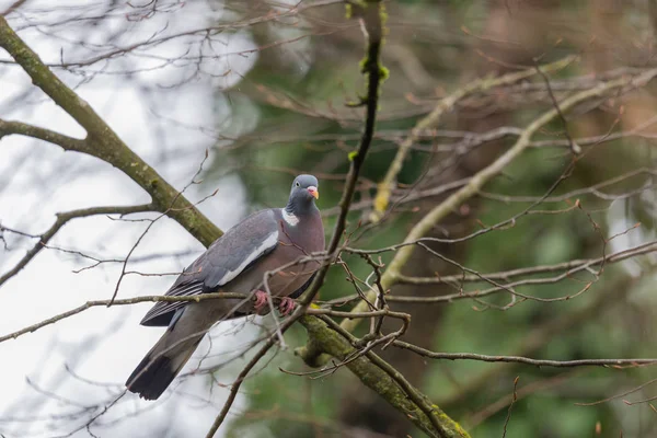 Gołąb drzewny (columba palumbus) siedzący na gałęzi w lesie — Zdjęcie stockowe