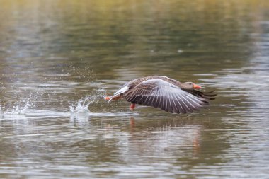 bir gri kaz kuşu (anser anser) kalkış, su yüzeyi