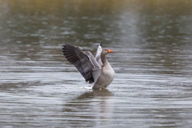 gri kaz (Anser anser) yağmur sırasında suda kanat hareket