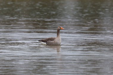 gri kaz (Anser anser) yağmurda su yüzeyinde yüzme
