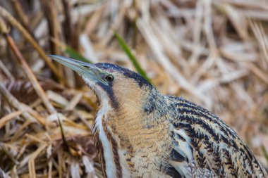 büyük bittern portresi (Botaurus stellaris) saz oturan