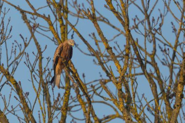 kırmızı uçurtma kuş (milvus milvus) ağaç dallarında oturan