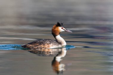 yüzme büyük tepeli grebe yan görünümü (podiceps cristatus)