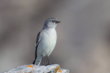 portre izole beyaz kanatlı kar kuşu kuşu (montifringilla)