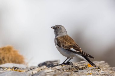 Beyaz kanatlı ispinoz kuşu (montifringilla nivalis) ayakta