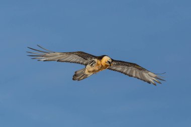 ön görünüm uçan yetişkin sakallı akbaba (gypaetus barbatus)