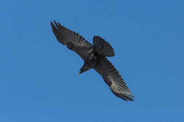 uçuş kuzey kuzgun (Corvus corax) portresi