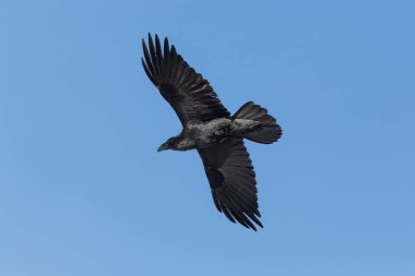 uçuş kuzey kuzgun (Corvus corax) portresi