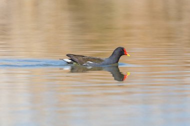 yakın görüş moorhen (gallinula chlorpus) düz su üzerinde yüzme 