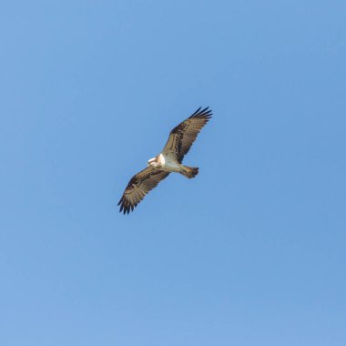 osprey kuş (pandion haliaetus) kanatları ile uçan