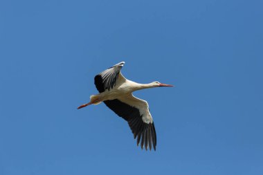 Beyaz leylek (Ciconia ciconia) mavi gökyüzünde uçan