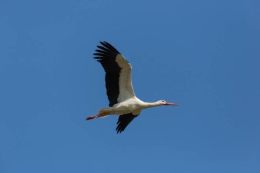 Beyaz leylek (Ciconia ciconia) mavi gökyüzünde uçan