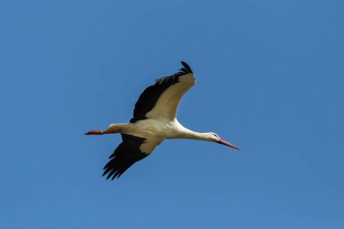 Uçuşta beyaz leylek (ciconia ciconia), açık kanatlar, mavi gökyüzü