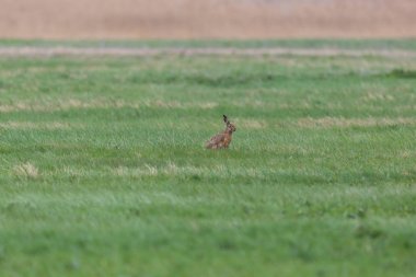 kahverengi tavşan (Lepus europaeus) yeşil çayır