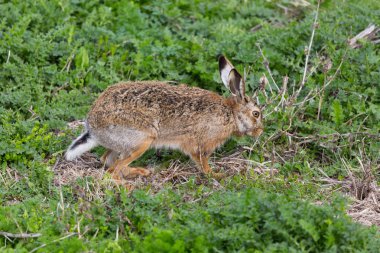 avrupa kahverengi tavşan jackrabbit (lepus europaeus) yeşil çayır
