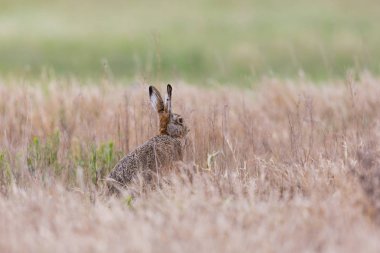 tost gizli avrupa kahverengi tavşan jackrabbit (lepus europaeus)