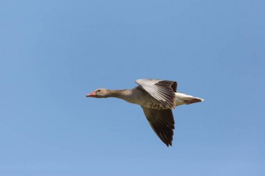 mavi gökyüzünde uçan gri kaz portresi (anser anser)