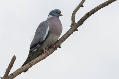 ağaç güvercini (Columba palumbus) dala oturmuş