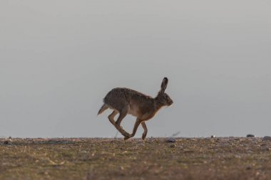 çalışan kahverengi tavşan portresi (Lepus europaeus) 