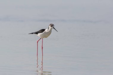 ayakta ortak stilt (Himantopus himantopus) portresi