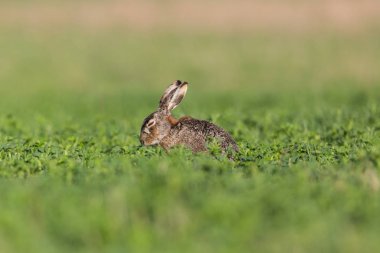 yeşil tarım alanında kahverengi tavşan (lepus europaeus)