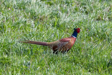 erkek sülün (Phasianus colchicus) çayır