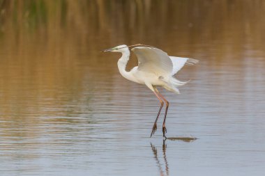 büyük beyaz egret (egretta alba) gaga da dallanma ile kalkış