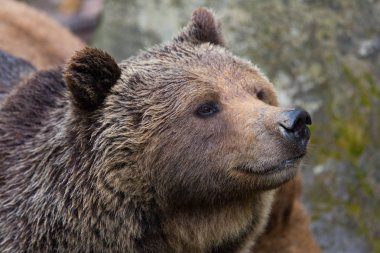 doğal kahverengi ayı yan görünüm portresi