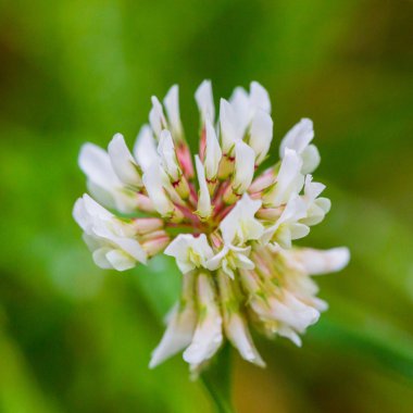 beyaz yonca çiçek (trifolium tövbe)