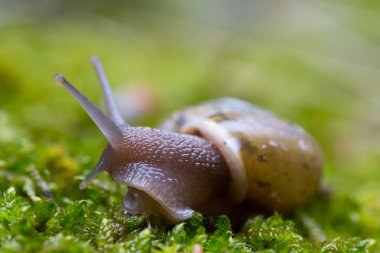 yeşil yüzeyüzerinde kabuk ve dokunaçları ile salyangoz makro