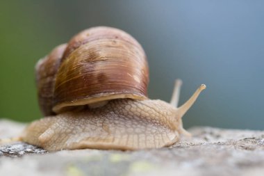 yan görünüm roma salyangozu portresi (helis pomatia)