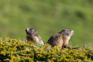 iki oturan marmots (marmota monax) ters directio bakarak