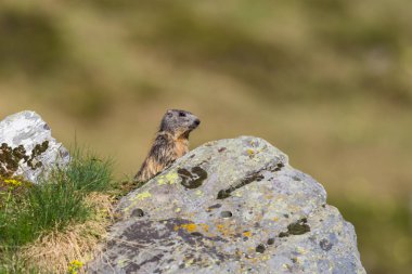 alp köstebek (Marmota monax) kaya arkasında duran
