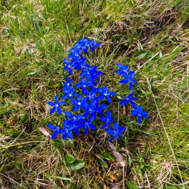 yeşil çim ense çiçek birçok derin mavi çiçekleri