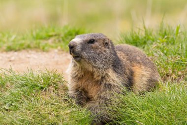 yeşil otlak bir marmot (marmota monax) yakın görünümü 
