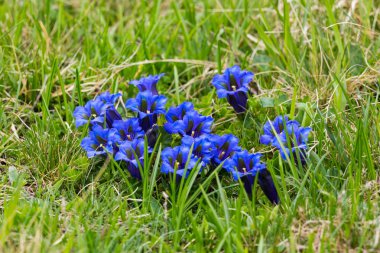 yeşil çim ense çiçek birçok derin mavi çiçekleri