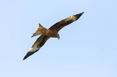 detaylı görünüm uçan kırmızı uçurtma kuşu (milvus milvus), mavi gökyüzü