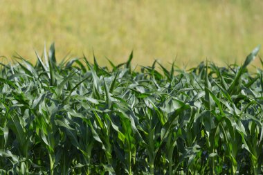 güneş ışığında tatlı mısır bitkileri alanı